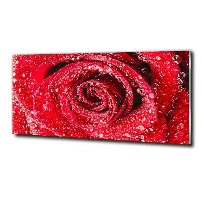 Tableau photo sur verre Gouttes d'eau sur une rose