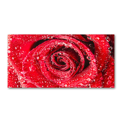 Tableau photo sur verre Gouttes d'eau sur une rose