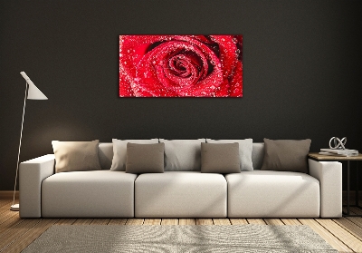 Tableau photo sur verre Gouttes d'eau sur une rose