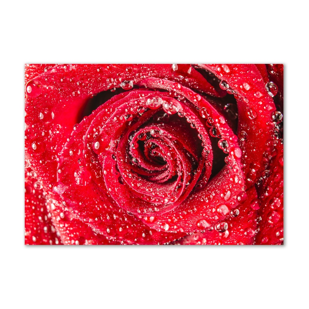 Tableau photo sur verre Gouttes d'eau sur une rose