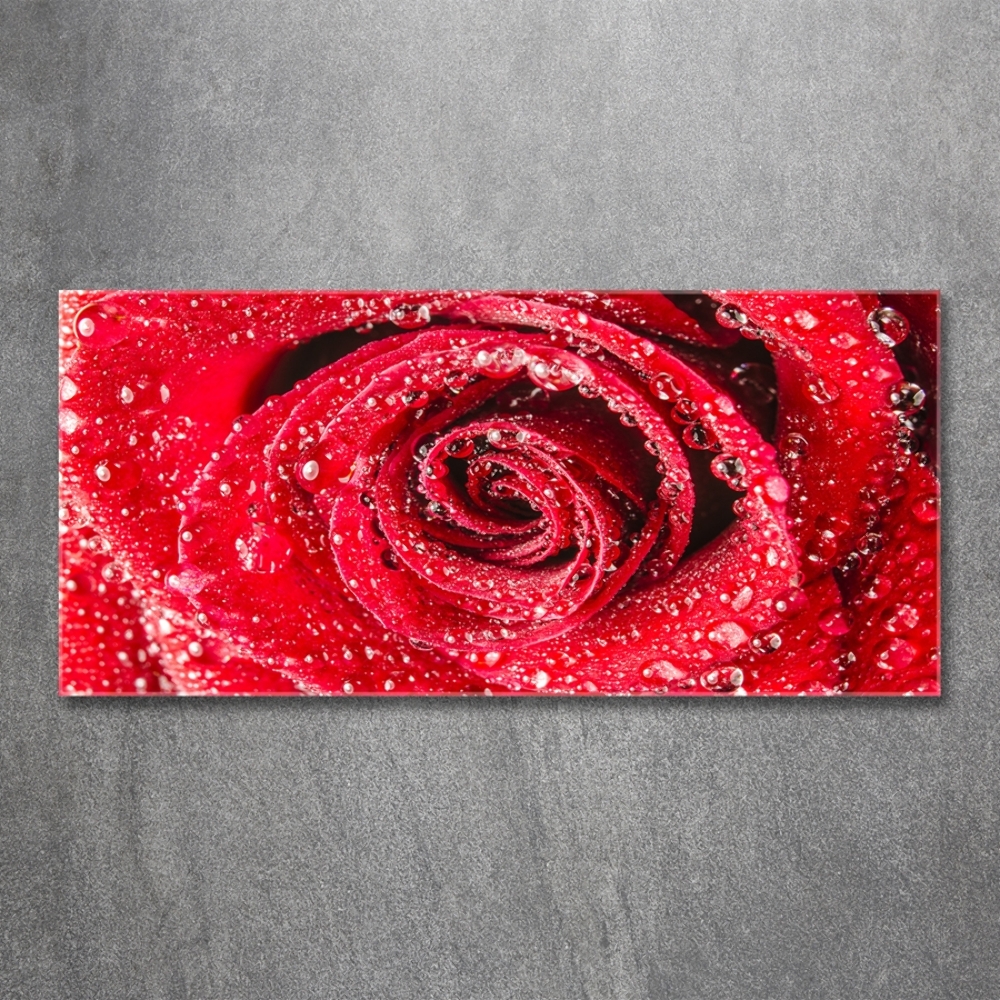 Tableau photo sur verre Gouttes d'eau sur une rose