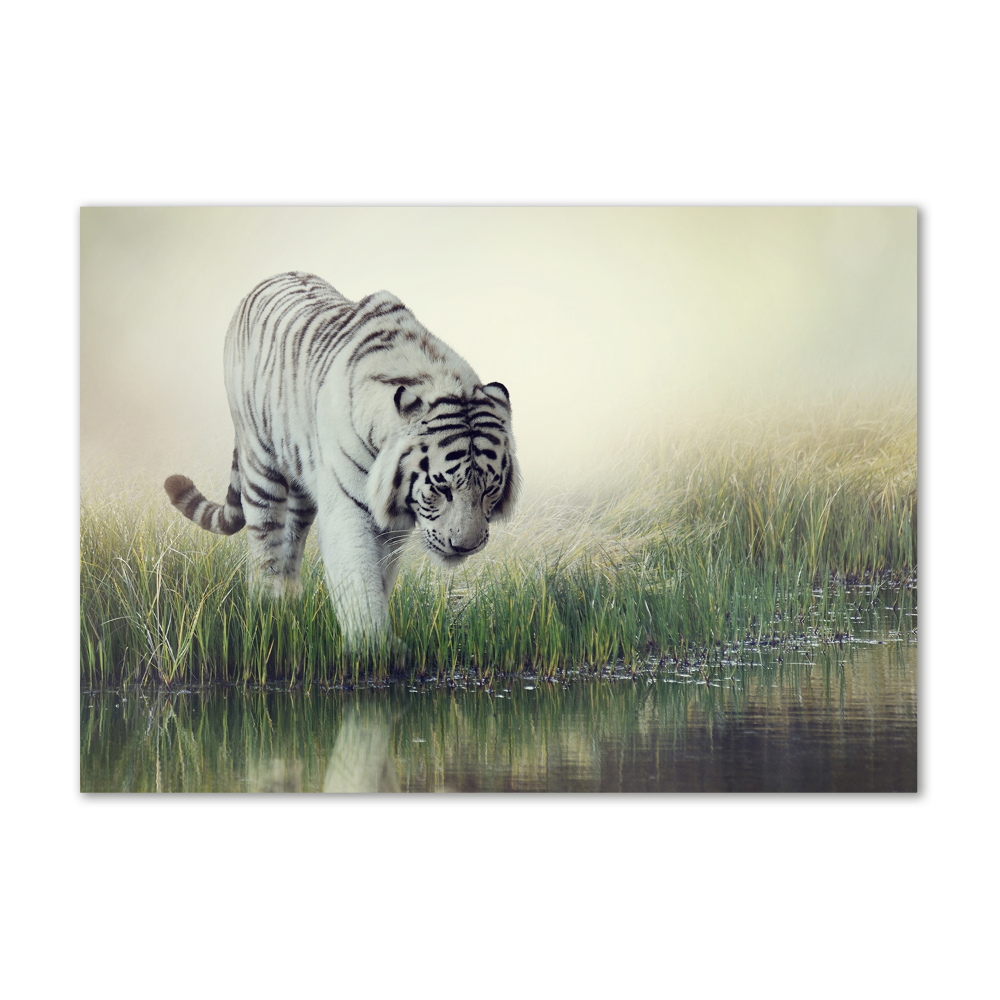 Tableau verre imprimé Tigre blanc