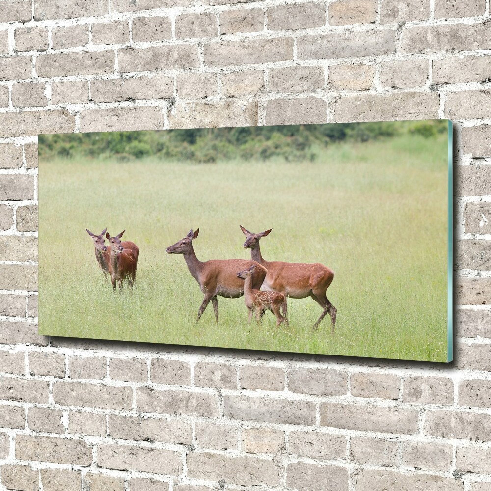 Tableau sur verre Cerf avec ses petits