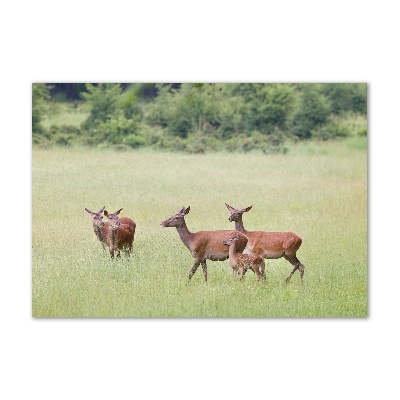 Tableau sur verre Cerf avec ses petits