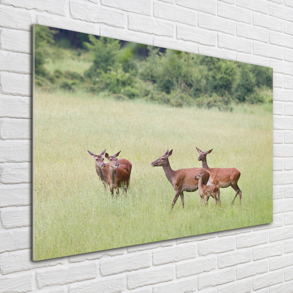 Tableau sur verre Cerf avec ses petits