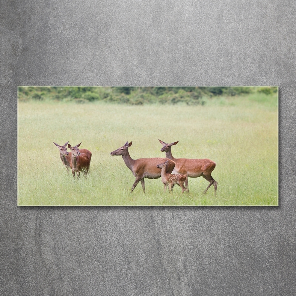 Tableau sur verre Cerf avec ses petits