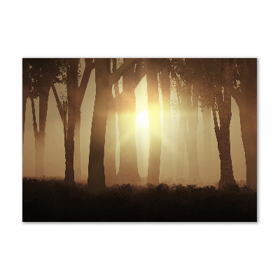 Tableau photo sur verre Brume dans la forêt