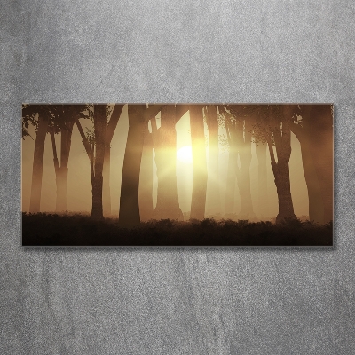 Tableau photo sur verre Brume dans la forêt