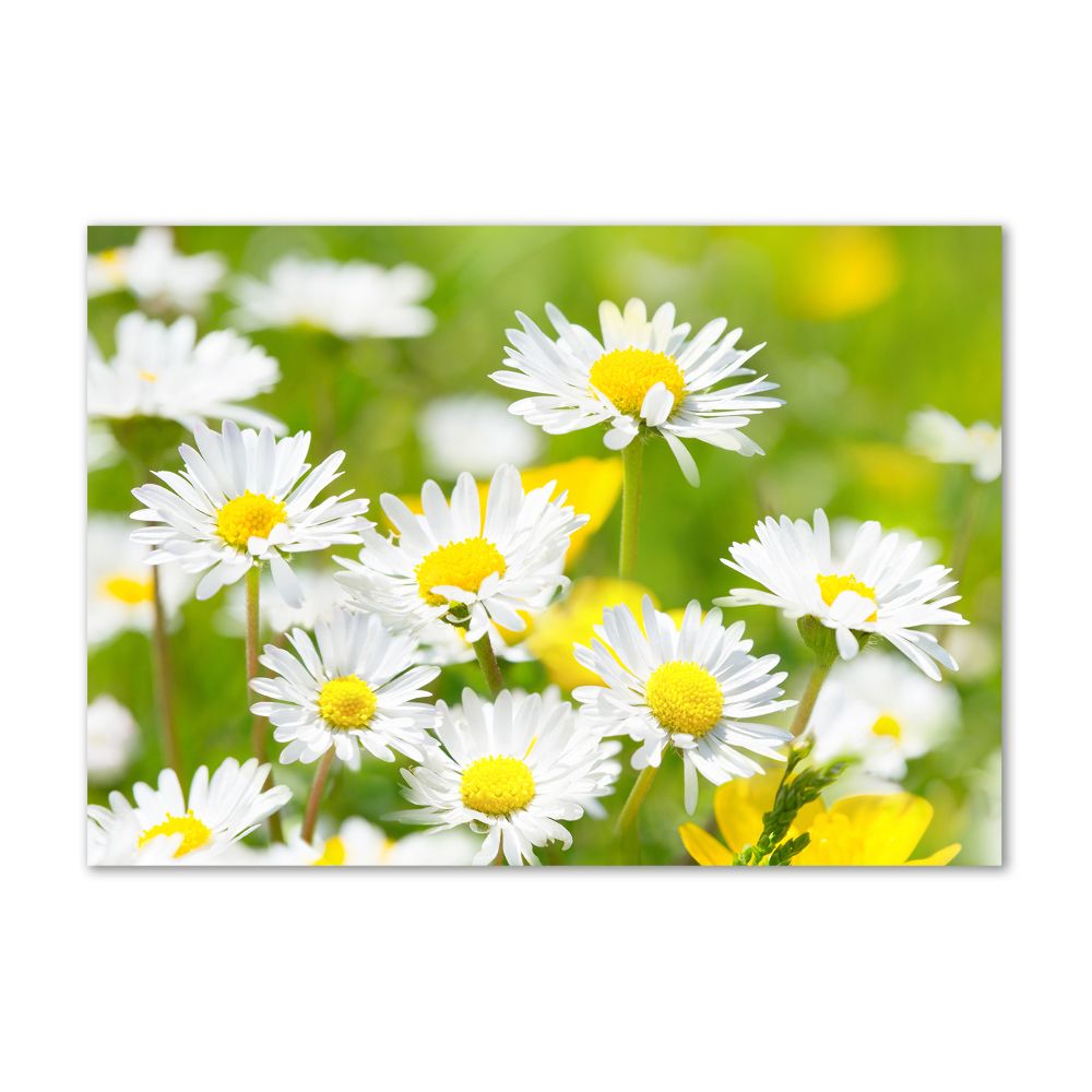 Tableau sur verre marguerites