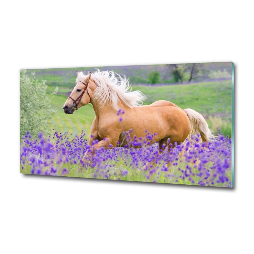 Tableau photo sur verre Cheval dans un champ de lavande