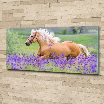 Tableau photo sur verre Cheval dans un champ de lavande