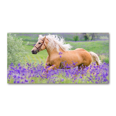 Tableau photo sur verre Cheval dans un champ de lavande