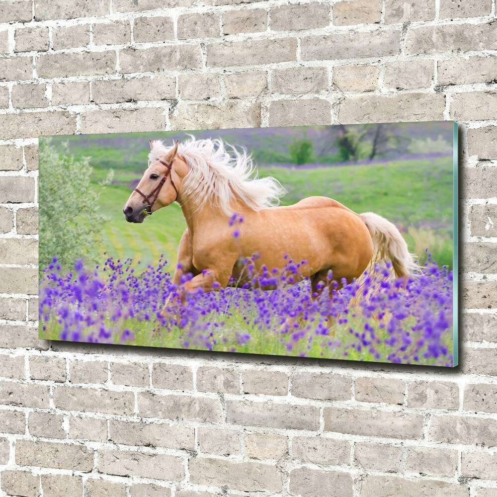 Tableau photo sur verre Cheval dans un champ de lavande