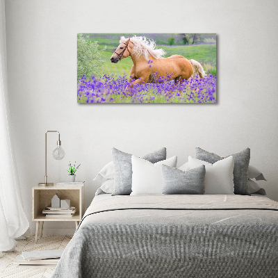 Tableau photo sur verre Cheval dans un champ de lavande