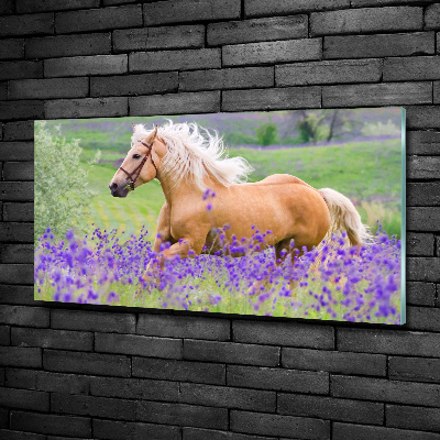 Tableau photo sur verre Cheval dans un champ de lavande