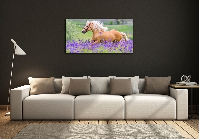 Tableau photo sur verre Cheval dans un champ de lavande