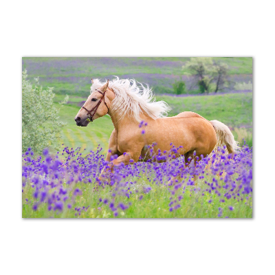 Tableau photo sur verre Cheval dans un champ de lavande