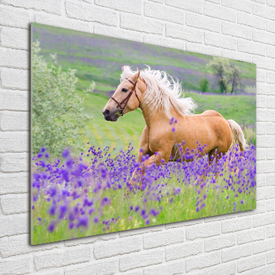 Tableau photo sur verre Cheval dans un champ de lavande