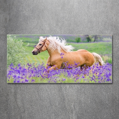 Tableau photo sur verre Cheval dans un champ de lavande