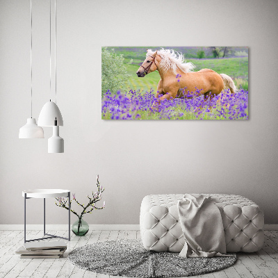 Tableau photo sur verre Cheval dans un champ de lavande