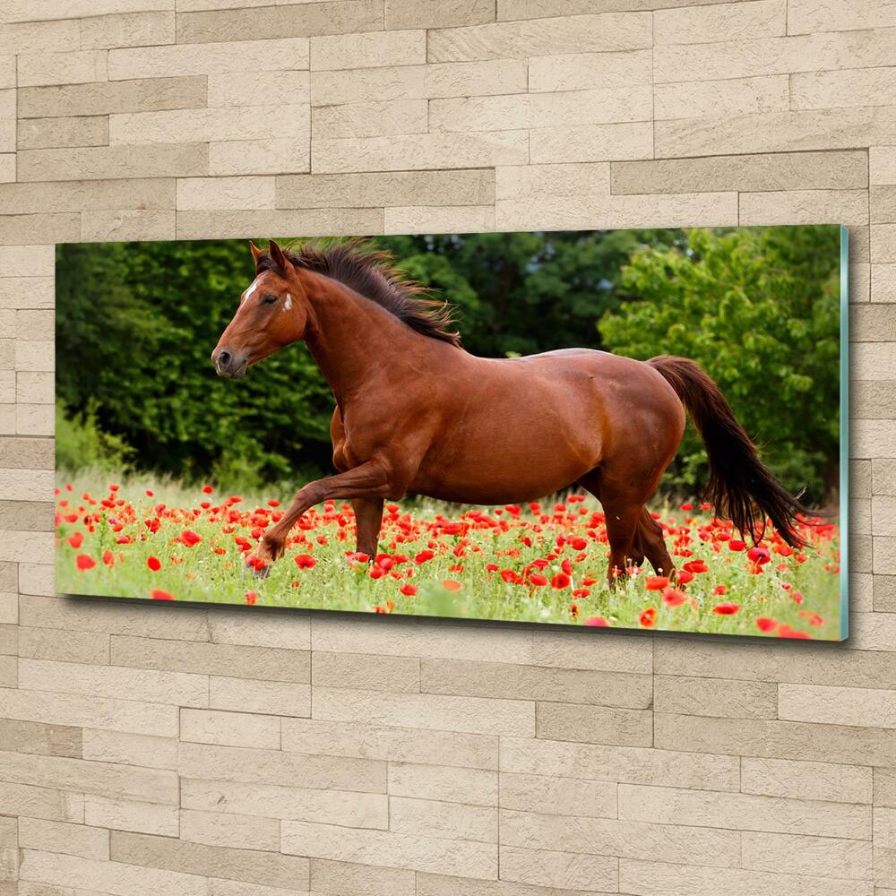 Tableau imprimé sur verre Cheval dans un champ de coquelicots