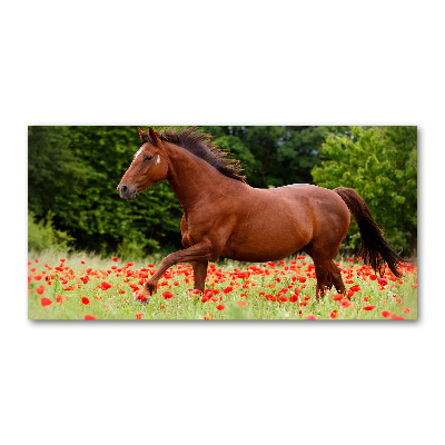 Tableau imprimé sur verre Cheval dans un champ de coquelicots