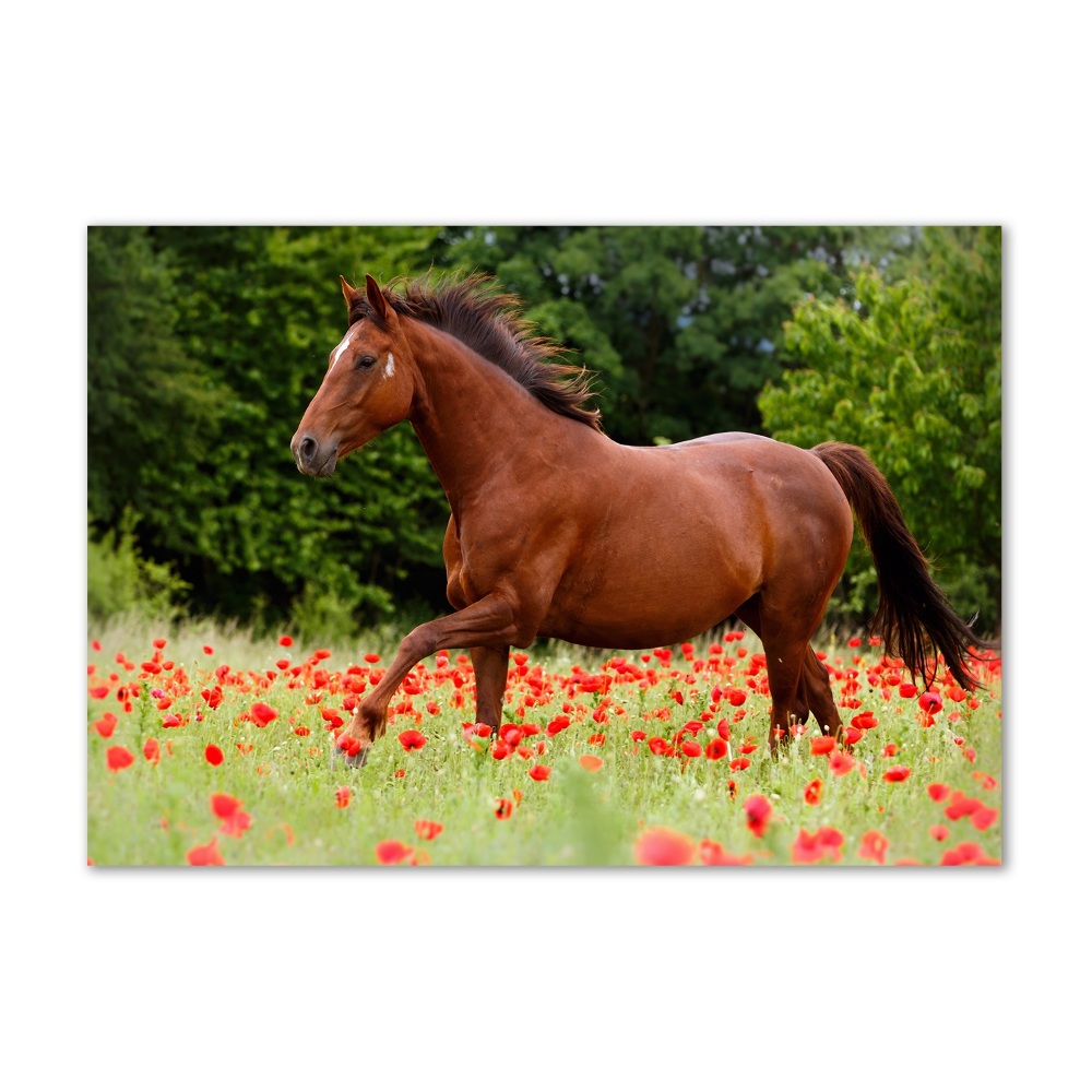 Tableau imprimé sur verre Cheval dans un champ de coquelicots