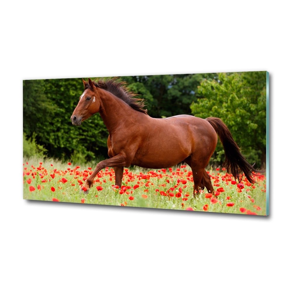 Tableau imprimé sur verre Cheval dans un champ de coquelicots