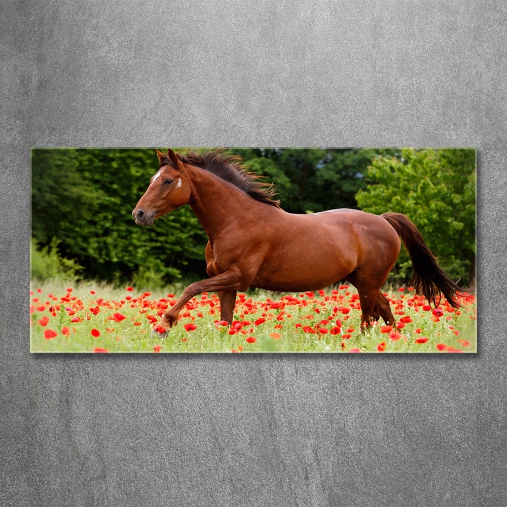 Tableau imprimé sur verre Cheval dans un champ de coquelicots