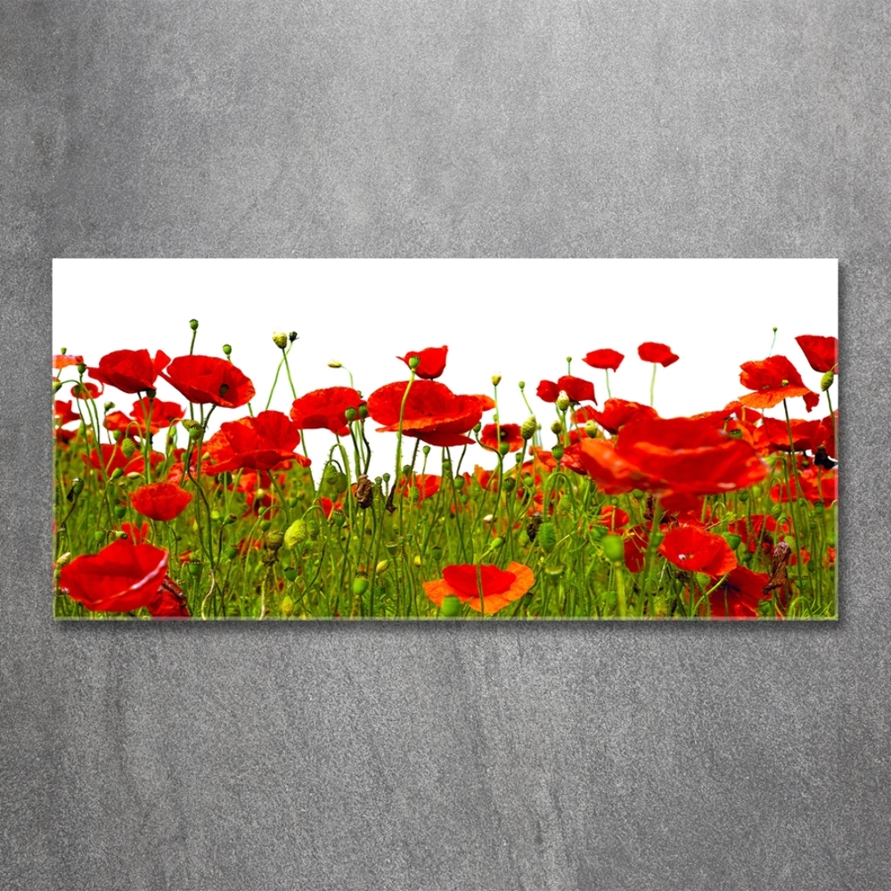 Tableau en verre Coquelicots des champs