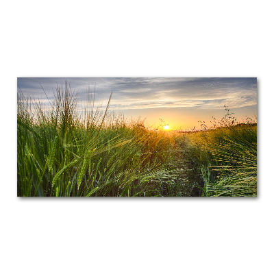 Tableau imprimé sur verre Champ de blé