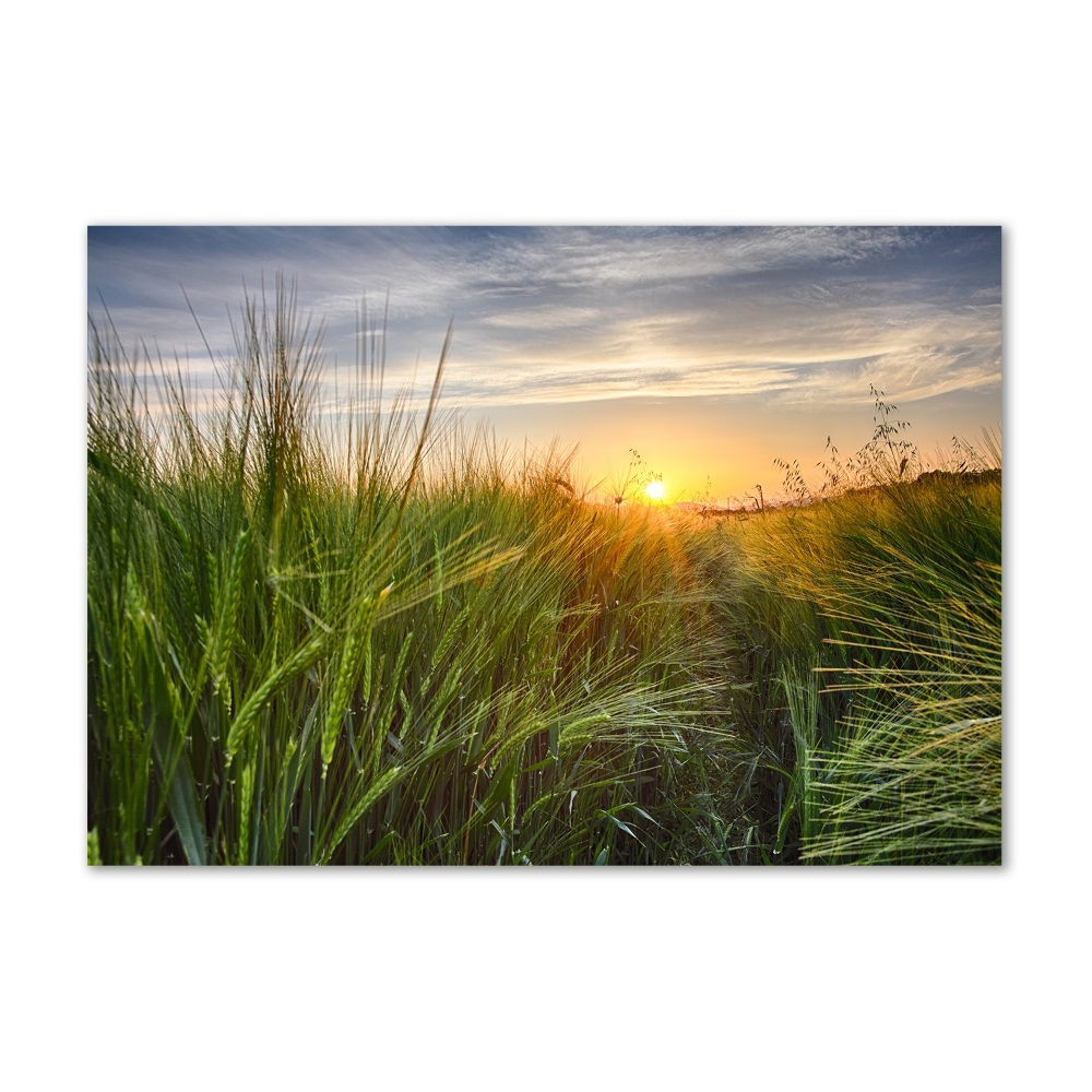 Tableau imprimé sur verre Champ de blé