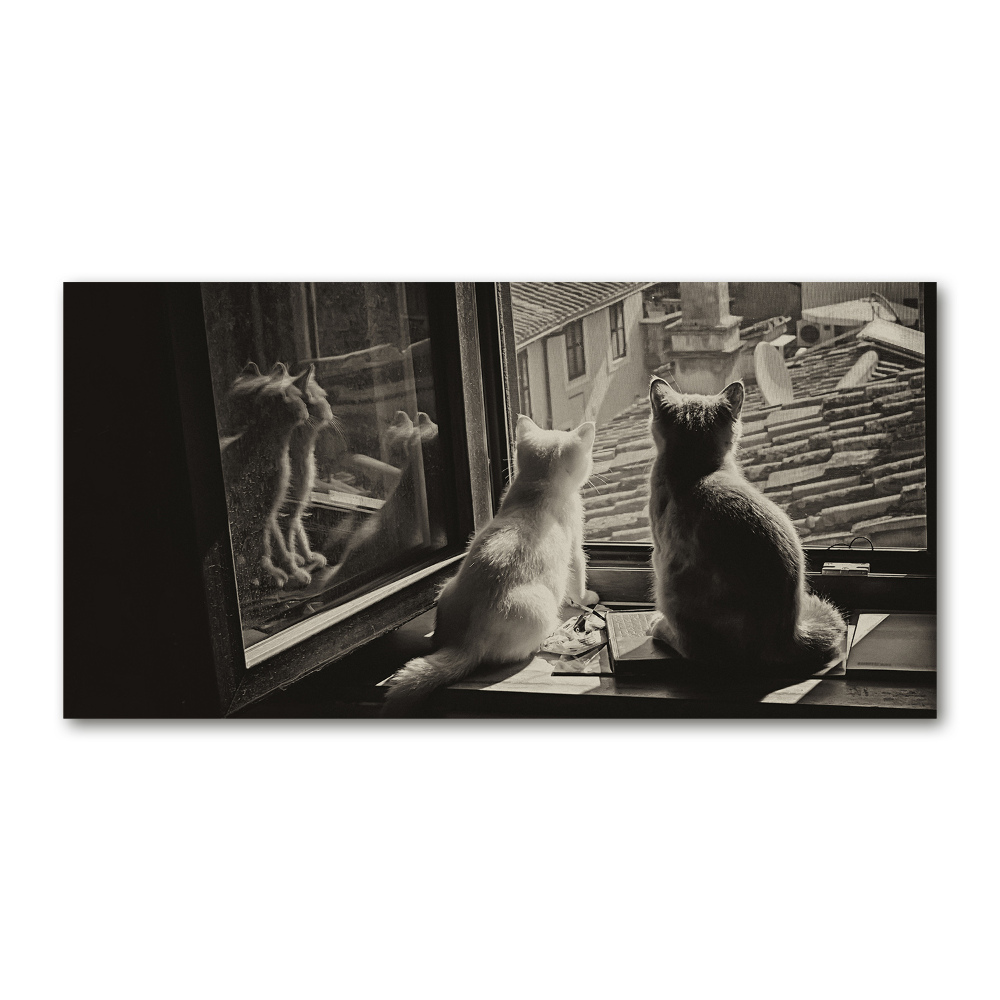 Tableau photo sur verre Chats à la fenêtre