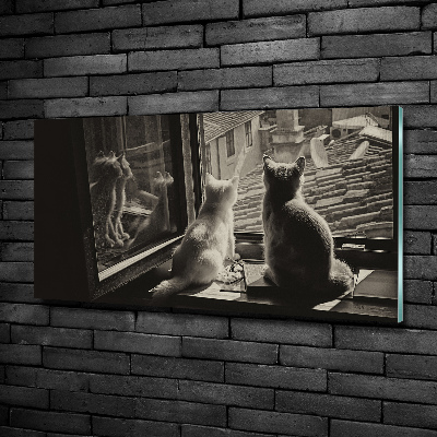 Tableau photo sur verre Chats à la fenêtre