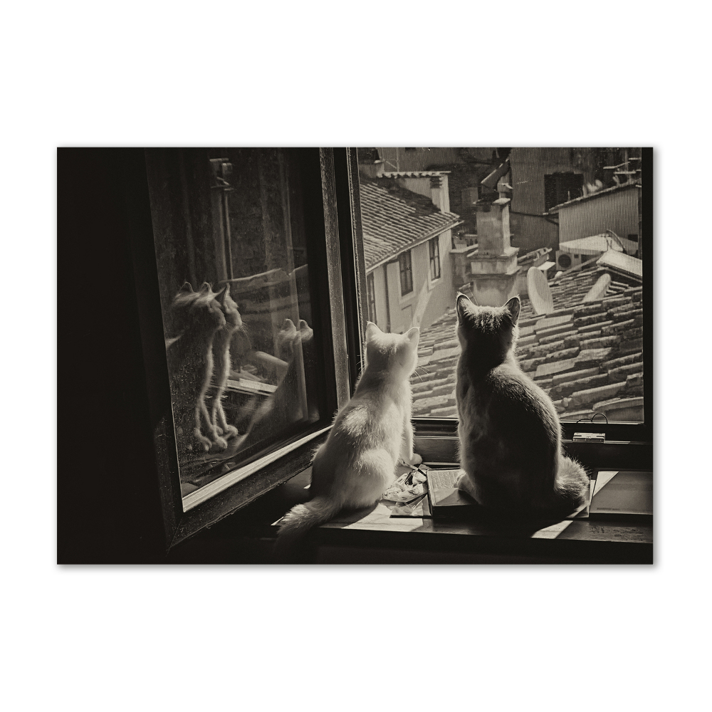 Tableau photo sur verre Chats à la fenêtre