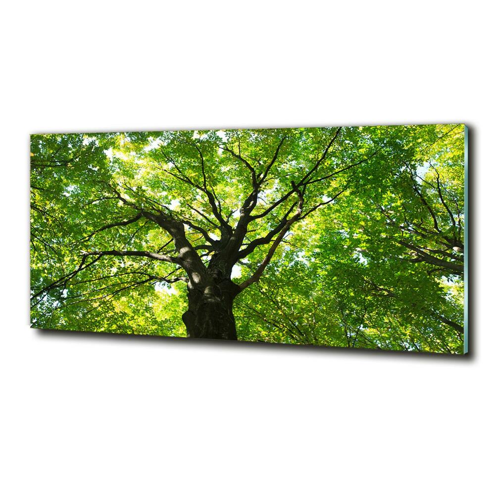 Tableau photo sur verre Forêt verte