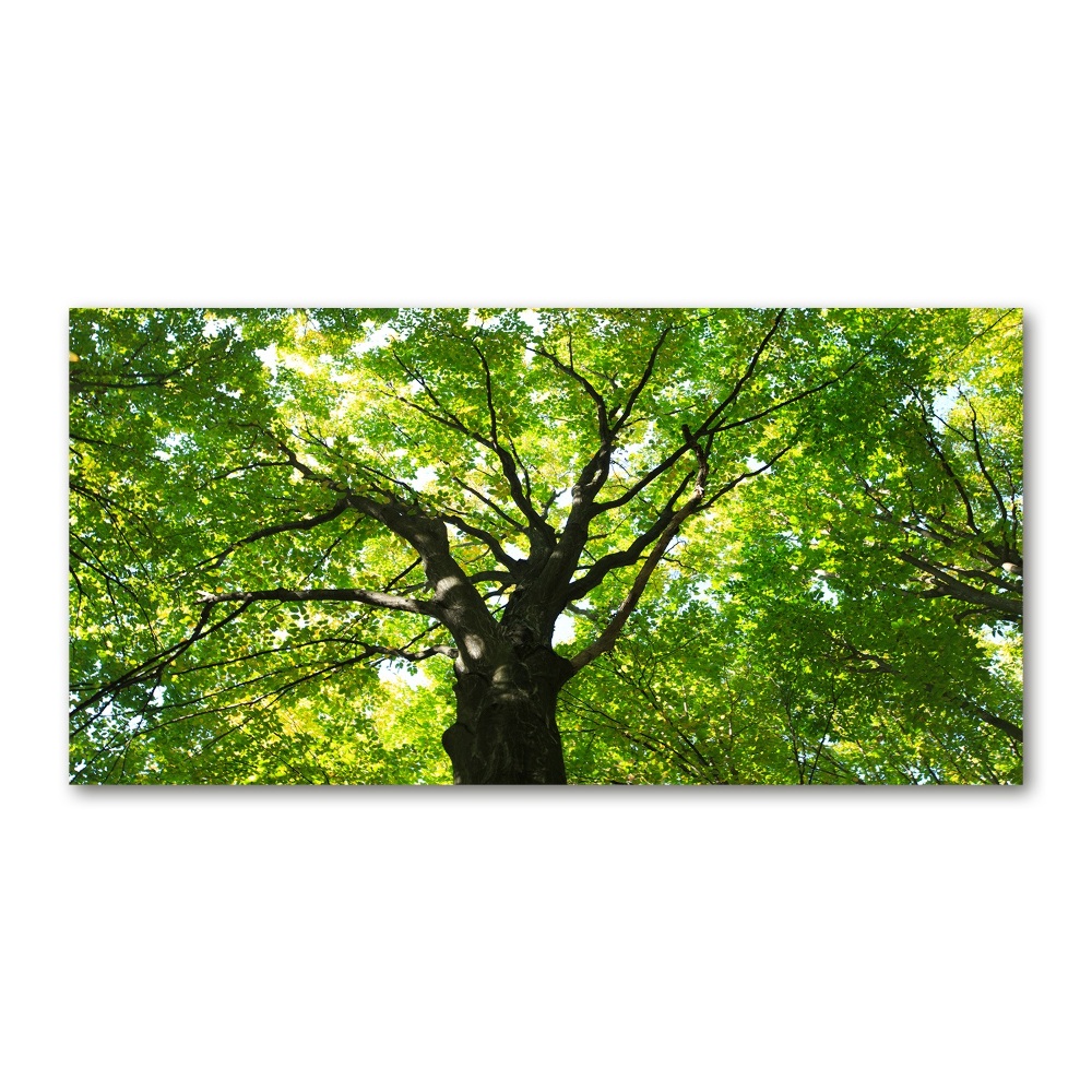 Tableau photo sur verre Forêt verte