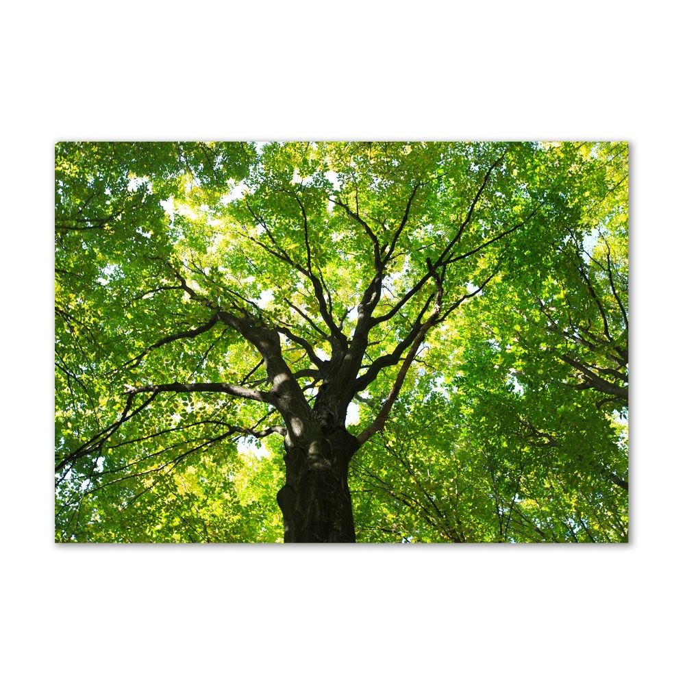 Tableau photo sur verre Forêt verte