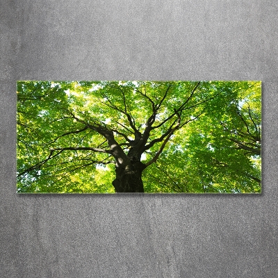 Tableau photo sur verre Forêt verte