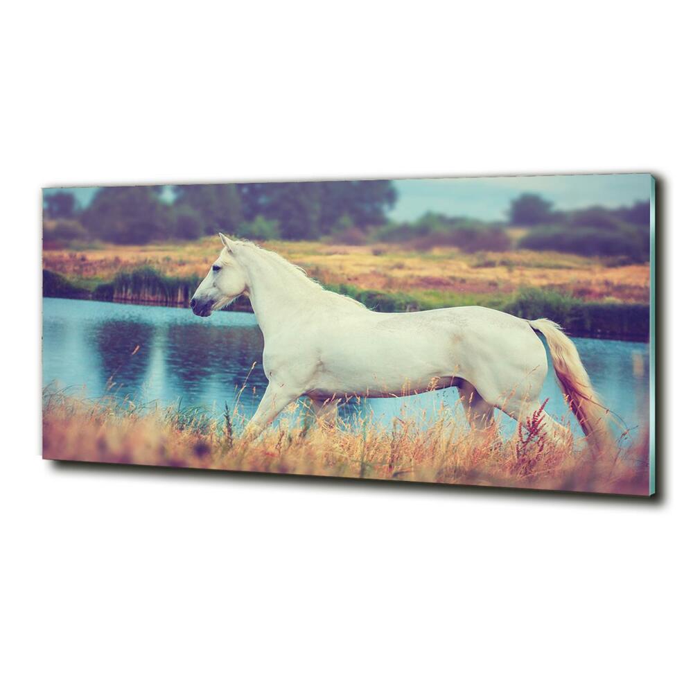 Tableau photo sur verre Cheval blanc lac