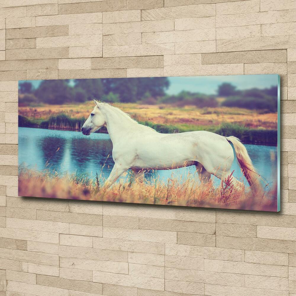 Tableau photo sur verre Cheval blanc lac