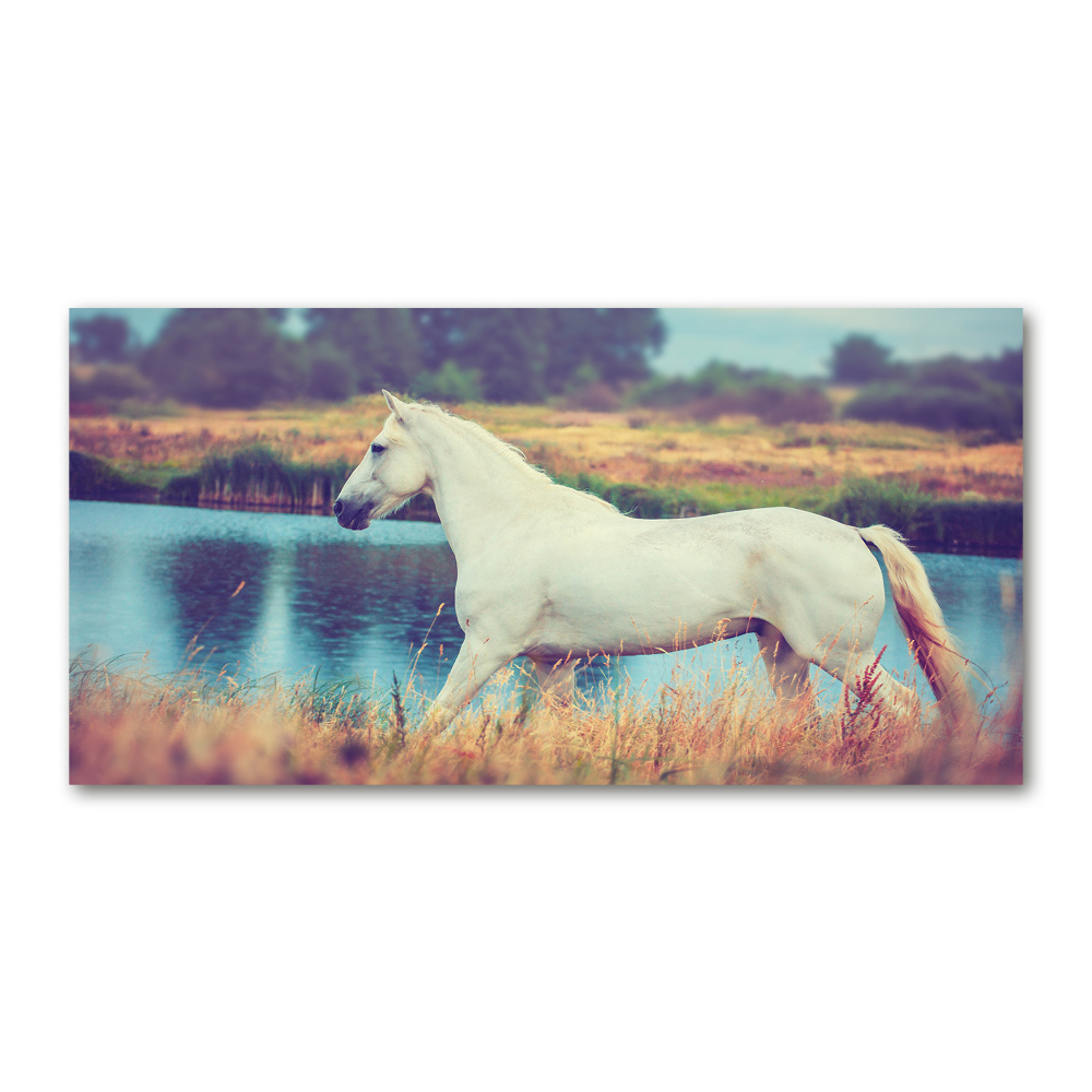 Tableau photo sur verre Cheval blanc lac