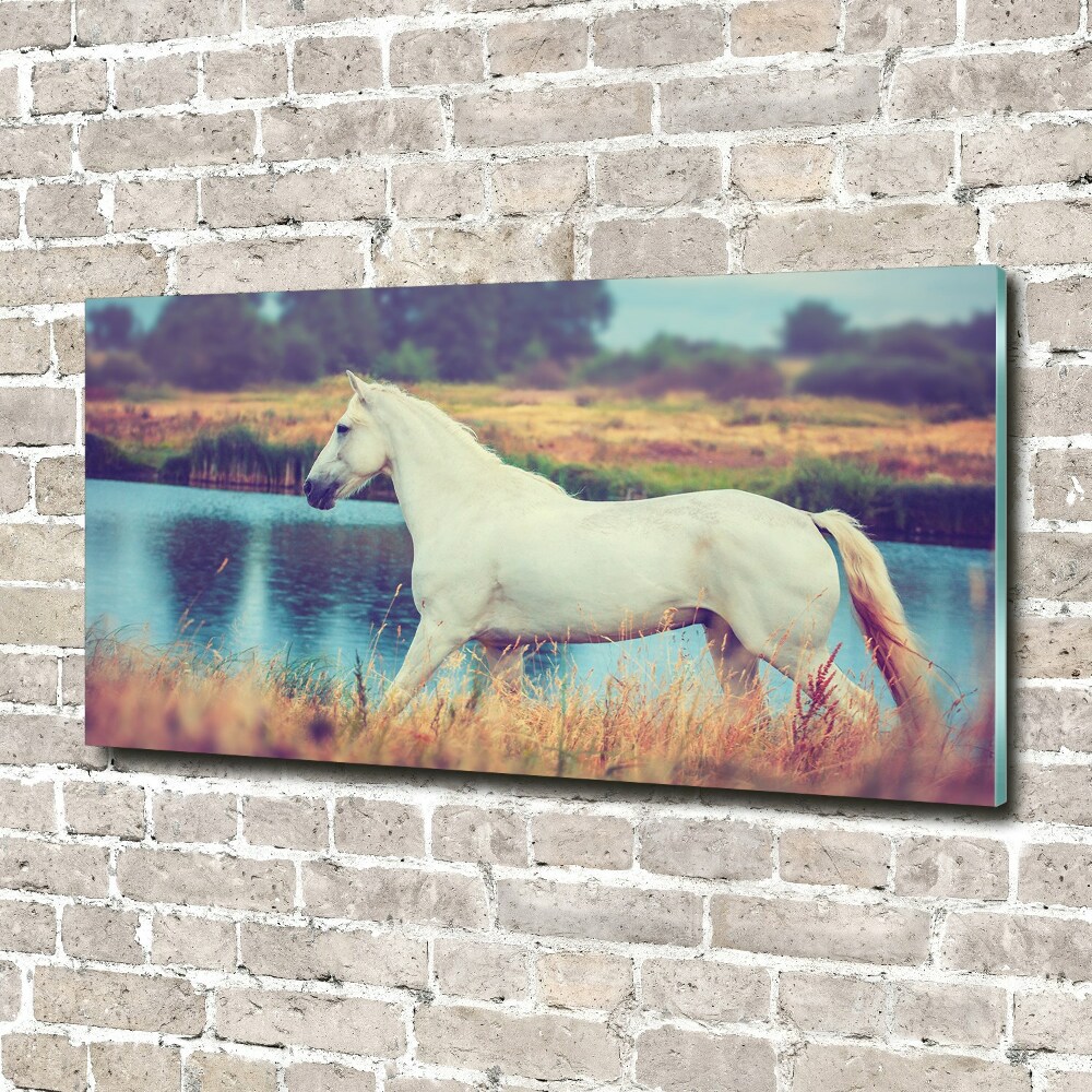 Tableau photo sur verre Cheval blanc lac