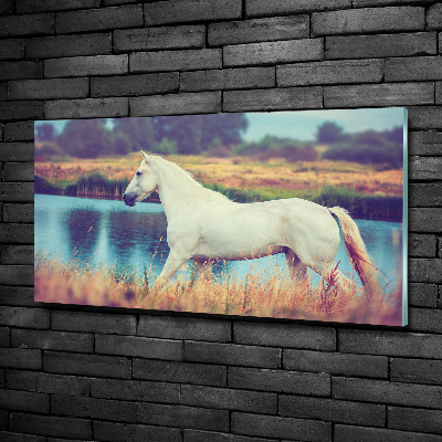 Tableau photo sur verre Cheval blanc lac