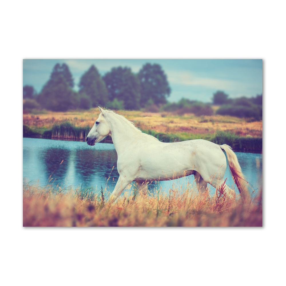 Tableau photo sur verre Cheval blanc lac