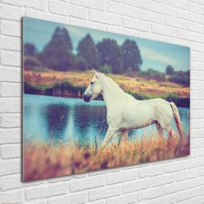 Tableau photo sur verre Cheval blanc lac