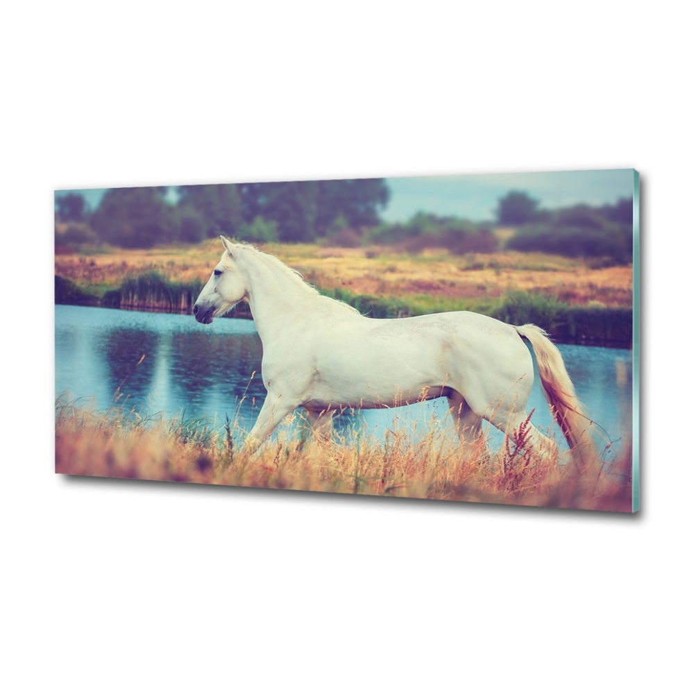 Tableau photo sur verre Cheval blanc lac