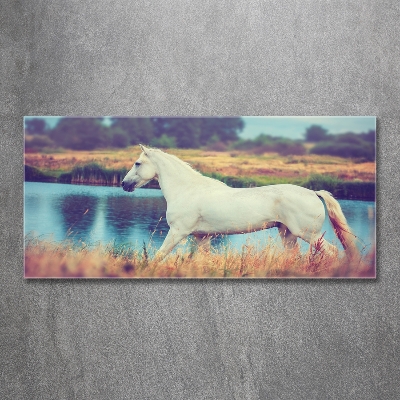 Tableau photo sur verre Cheval blanc lac