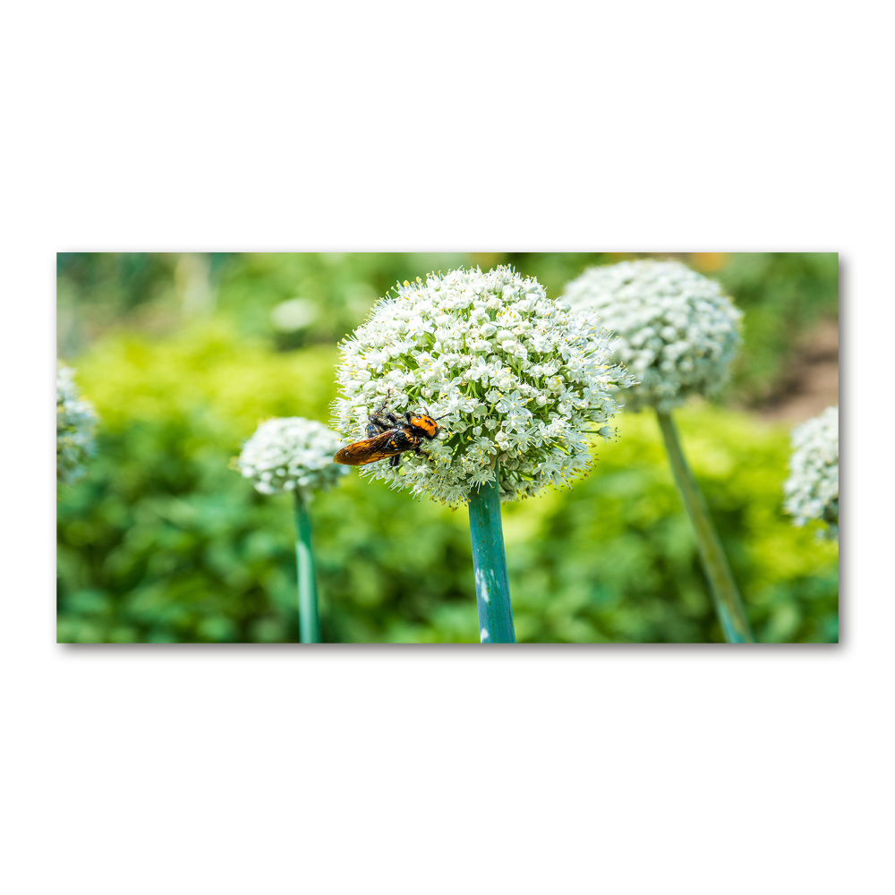 Tableau imprimé sur verre Ail en fleur