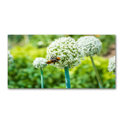 Tableau imprimé sur verre Ail en fleur